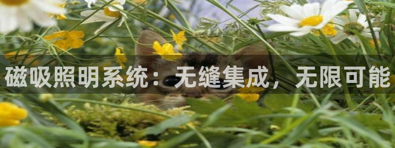 磁吸照明系统：无缝集成，无限可能